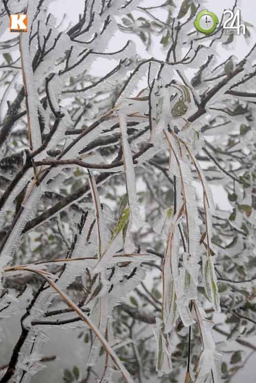 Tại Sa Pa, băng tuyết phủ kín những cành cây, ngọn cỏ